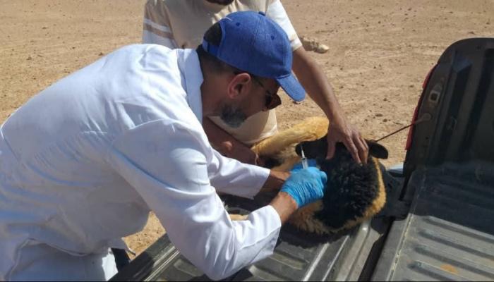 ثروة ليبيا الحيوانية في خطر.. حملة لمكافحة طاعون الأغنام الغامض