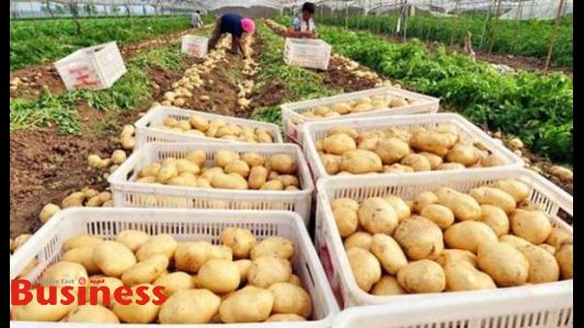تجاوزت المليون طن حتى الآن.. طفرة كبيرة في صادرات البطاطس المصرية