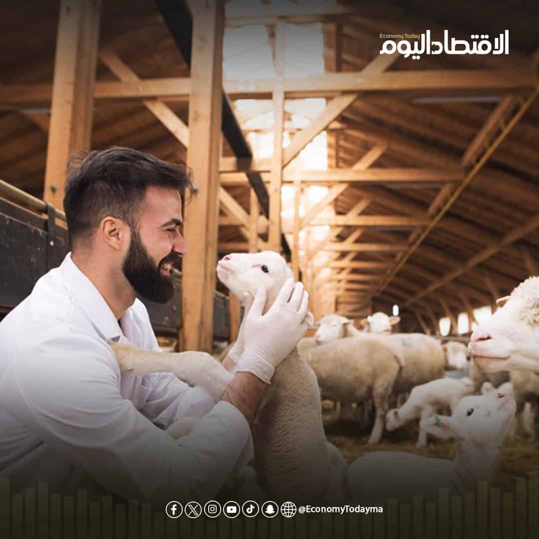 أفضل منصات بيع الأضاحي “أونلاين” في المملكة.. إنفوجراف